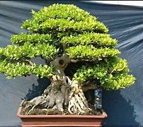 Bonsai Beringin Dolar Juara